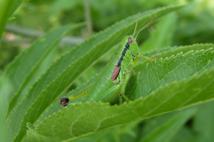 Orthoptera: sbagliando si impara